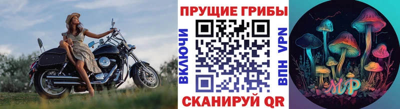 Псилоцибиновые грибы Psilocybe  Купить  Саяногорск 